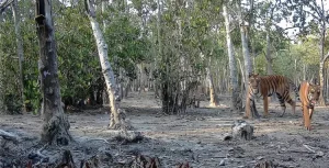 ক্যামেরা ট্রাপে ধরা পড়া সন্তানসহ বাঘিনী। ছবি: বন বিভাগের সৌজন্যে